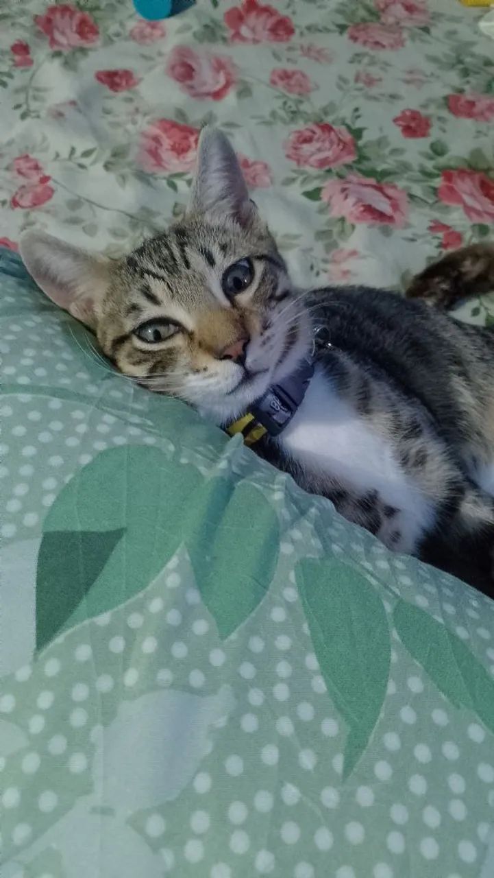 Doação responsável  - Foto 6
