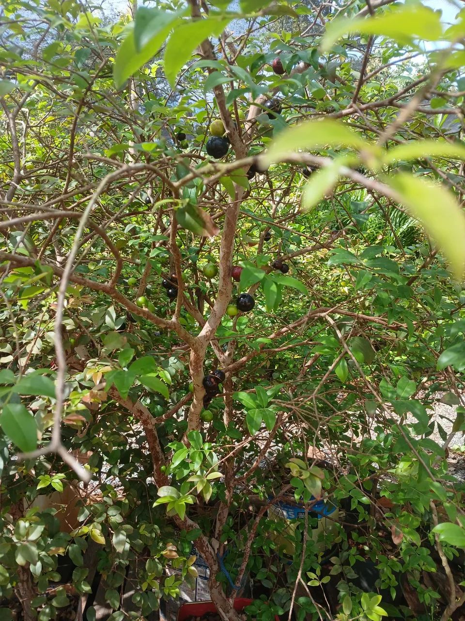 Plantas Frutíferas top