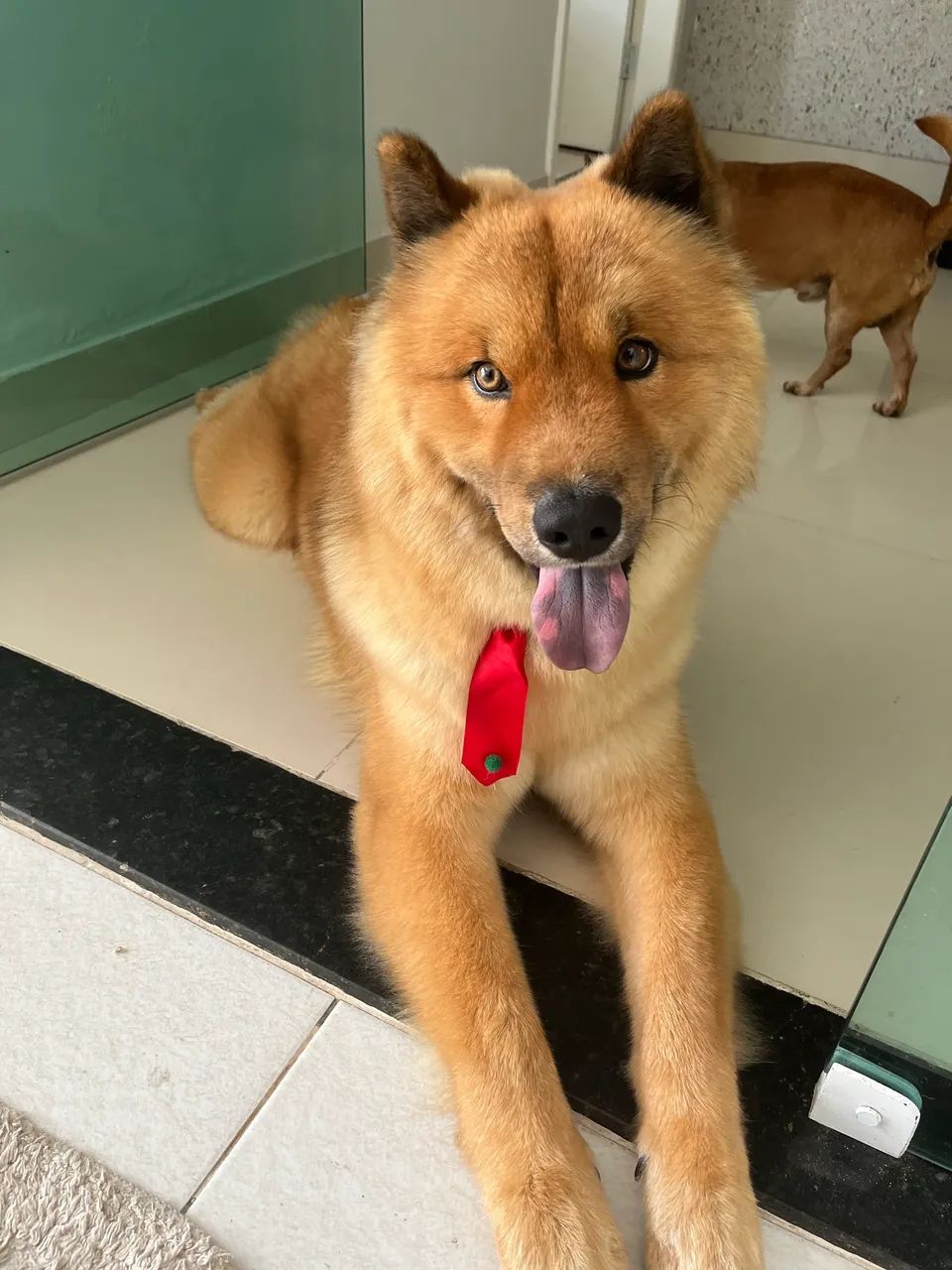 Cachorro Husky com Chow Chow para cruzar  - Foto 5