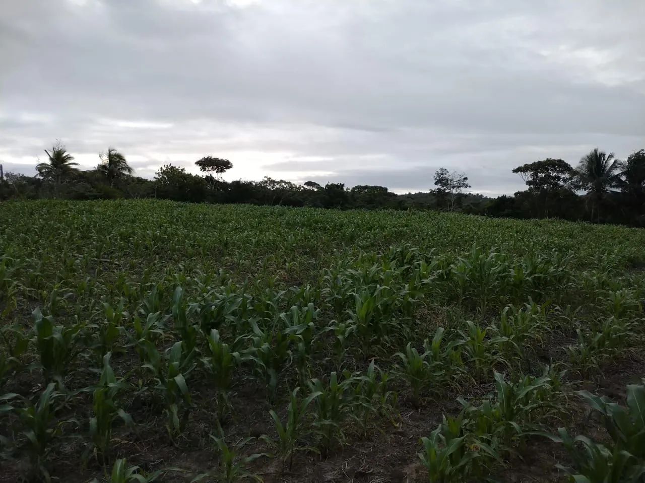 Fazenda Canto dos Pássaros - Foto 4