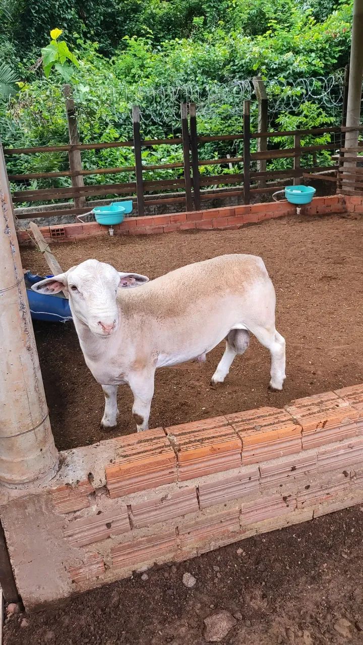 Carneiro White Dorper Registrado 7 meses