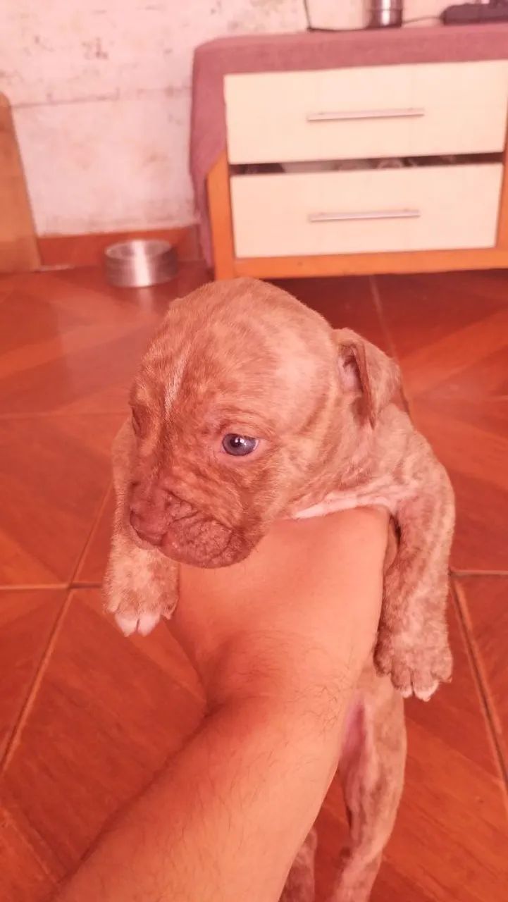 Filhotes de pitbull - Foto 3