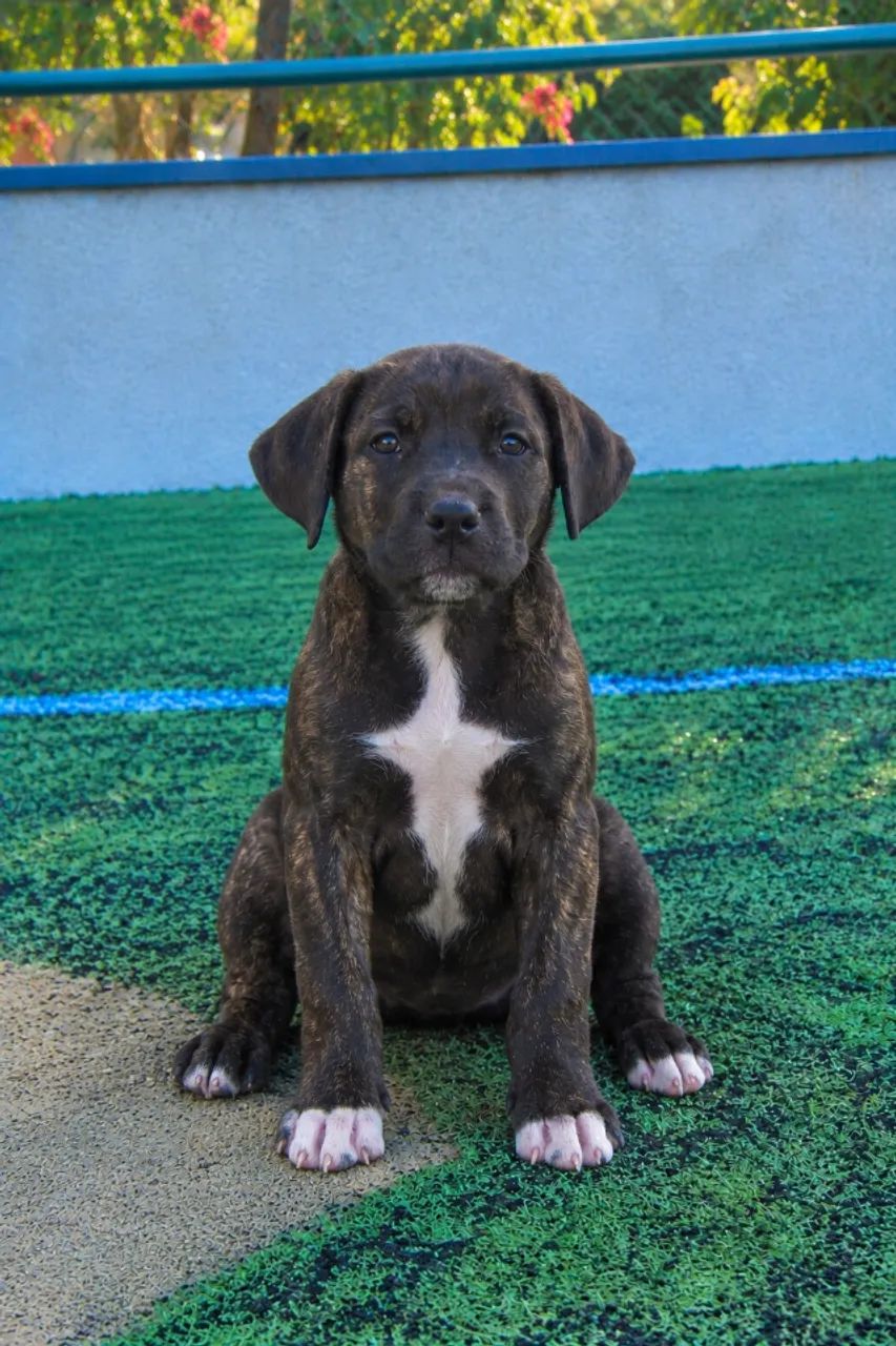 Canecorso com pitbull