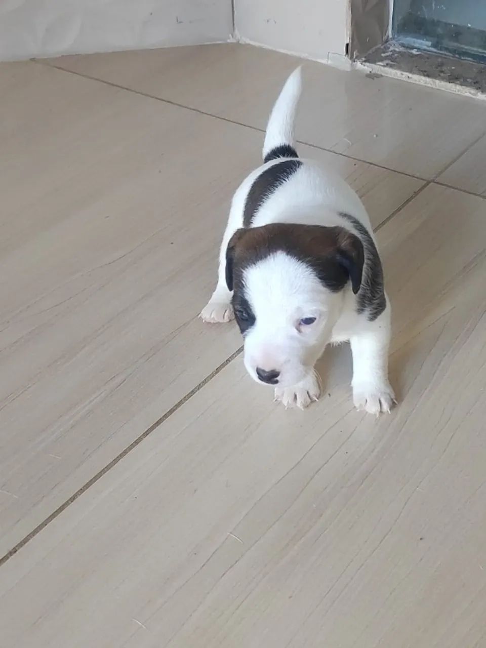 FILHOTES JACK RUSSELL - Foto 3
