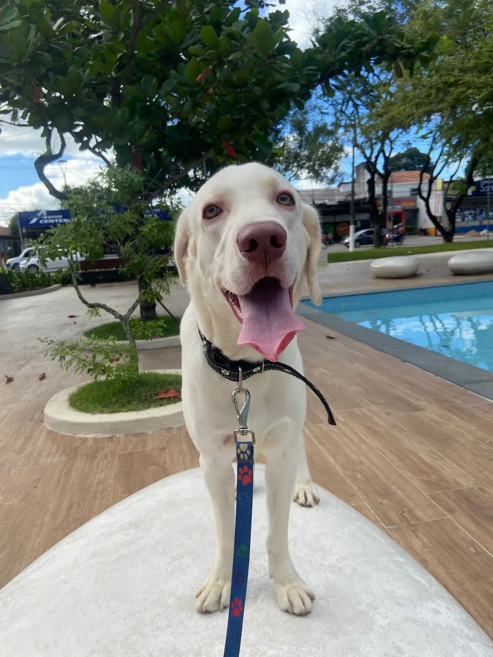     Doa-se Labrador Macho, 1 Ano, - Foto 2