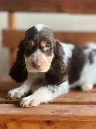 Cocker Spaniel O Cocker observou os pássaros com interesse.