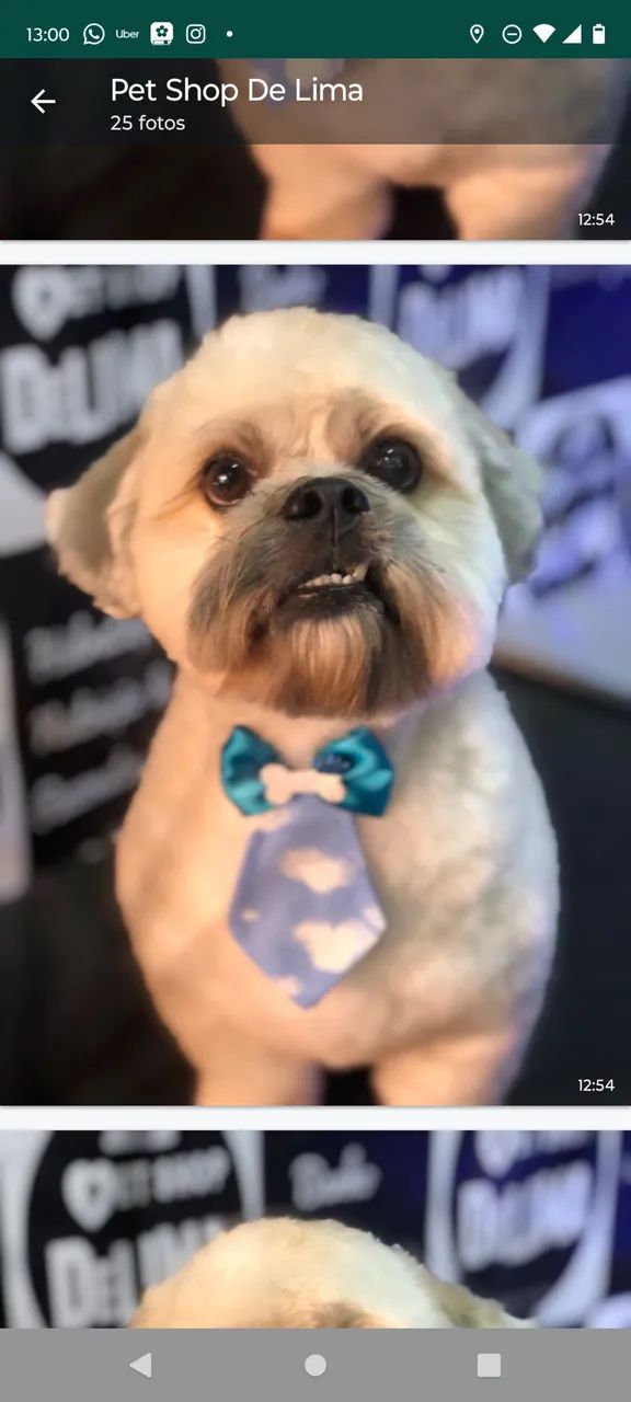 Doando esse cãozinho  - Foto 2