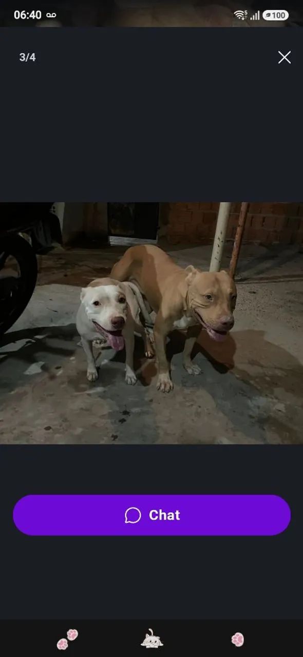 Filhote de pitbull  - Foto 4