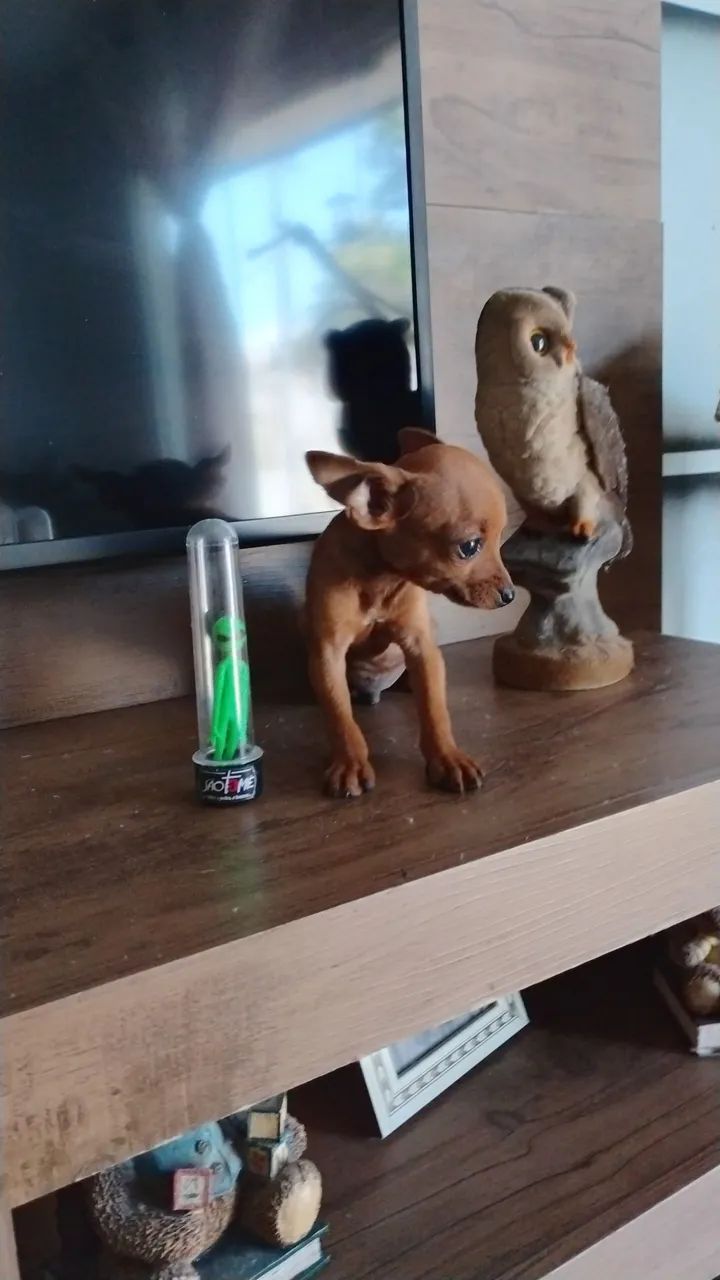 Pinscher zero  - Foto 2