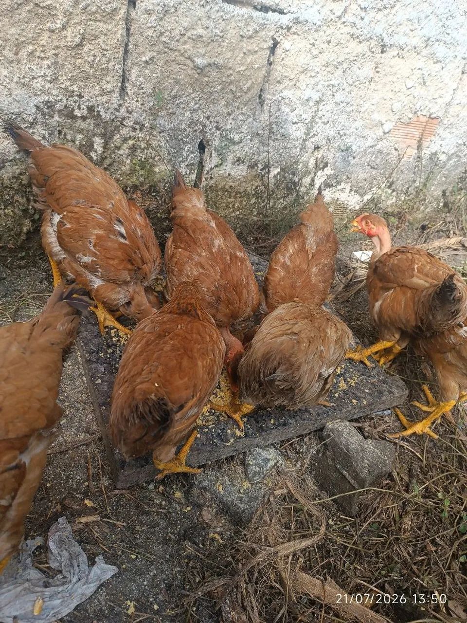 Frangas caipira - Foto 4
