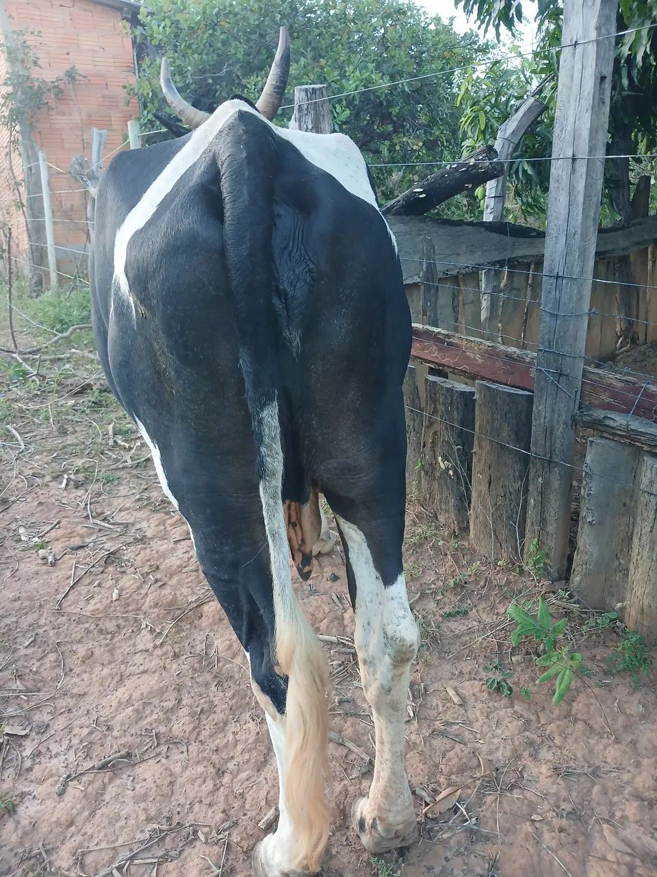 Vaca comum - Foto 4