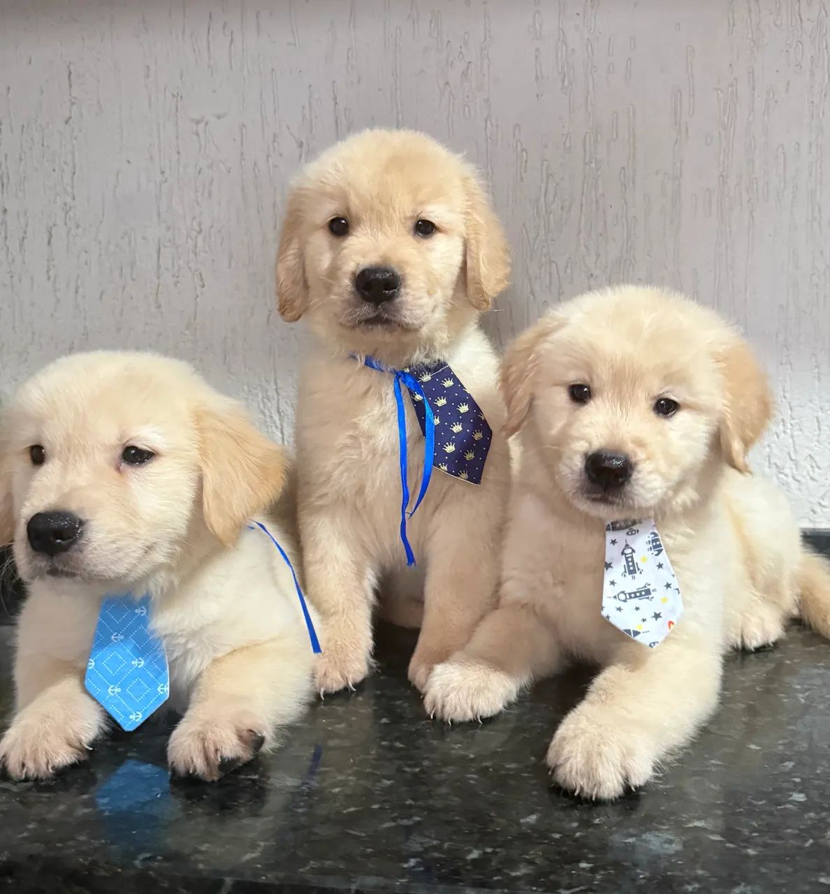Golden retriever com pedigree ( macho )  - Foto 4