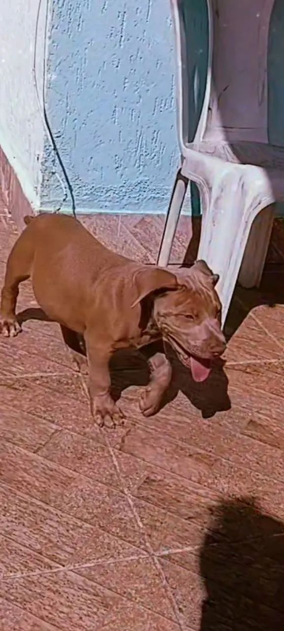 American pitmonster lilac