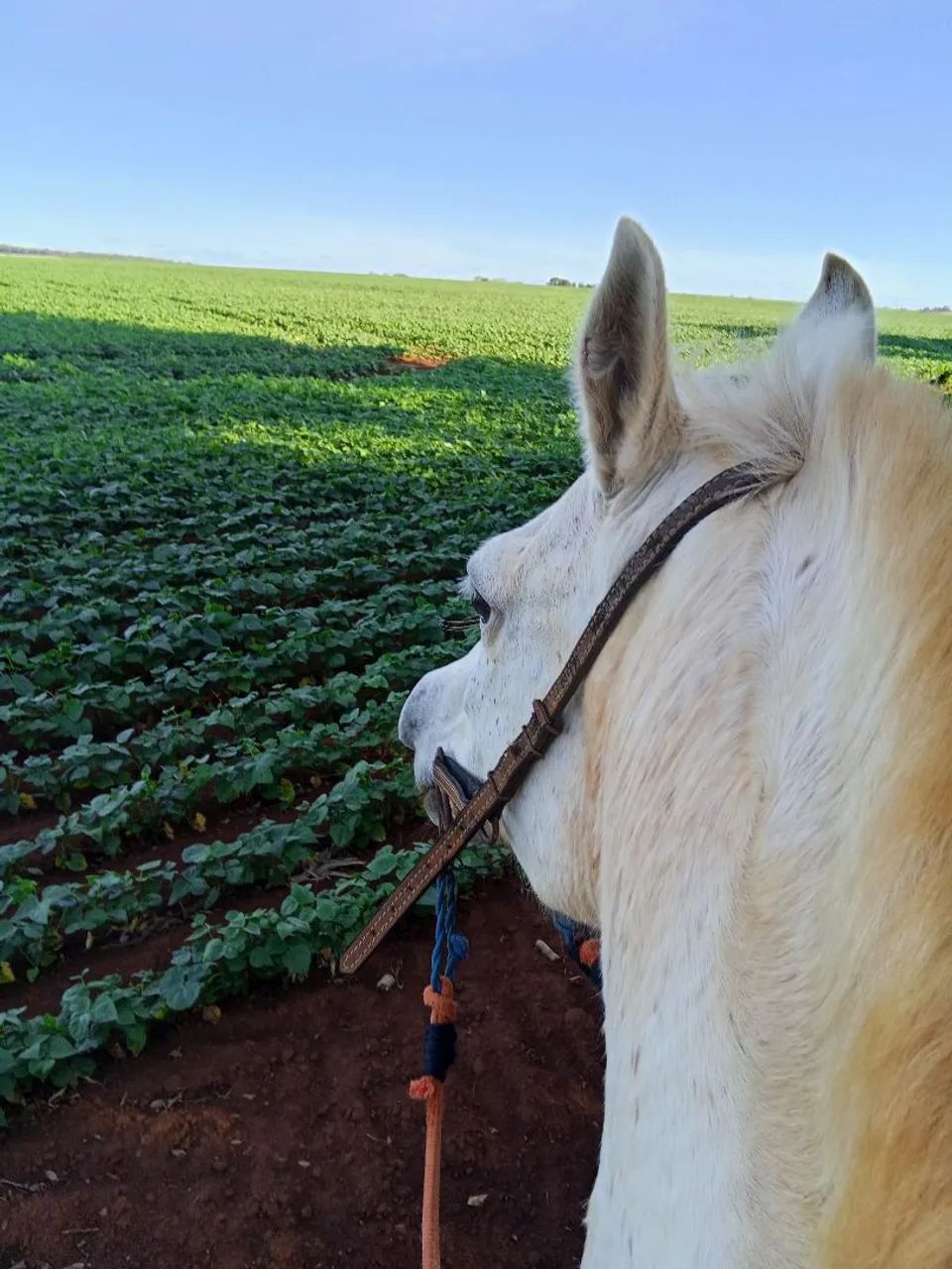 Vendo cavalo  - Foto 2