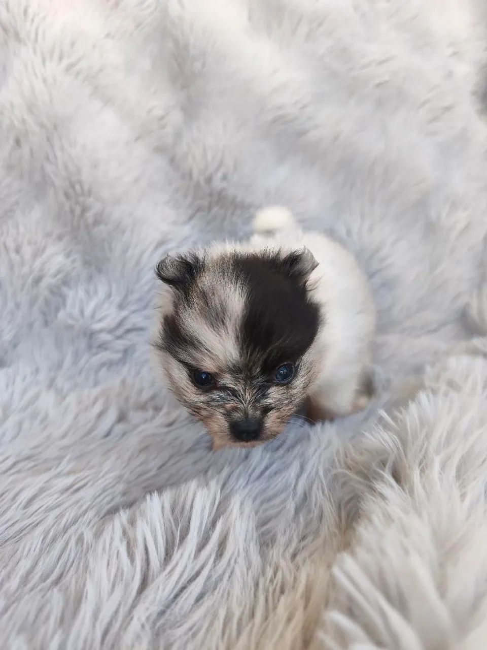 Spitz macho merle (Lulu da Pomerânia) - Foto 5