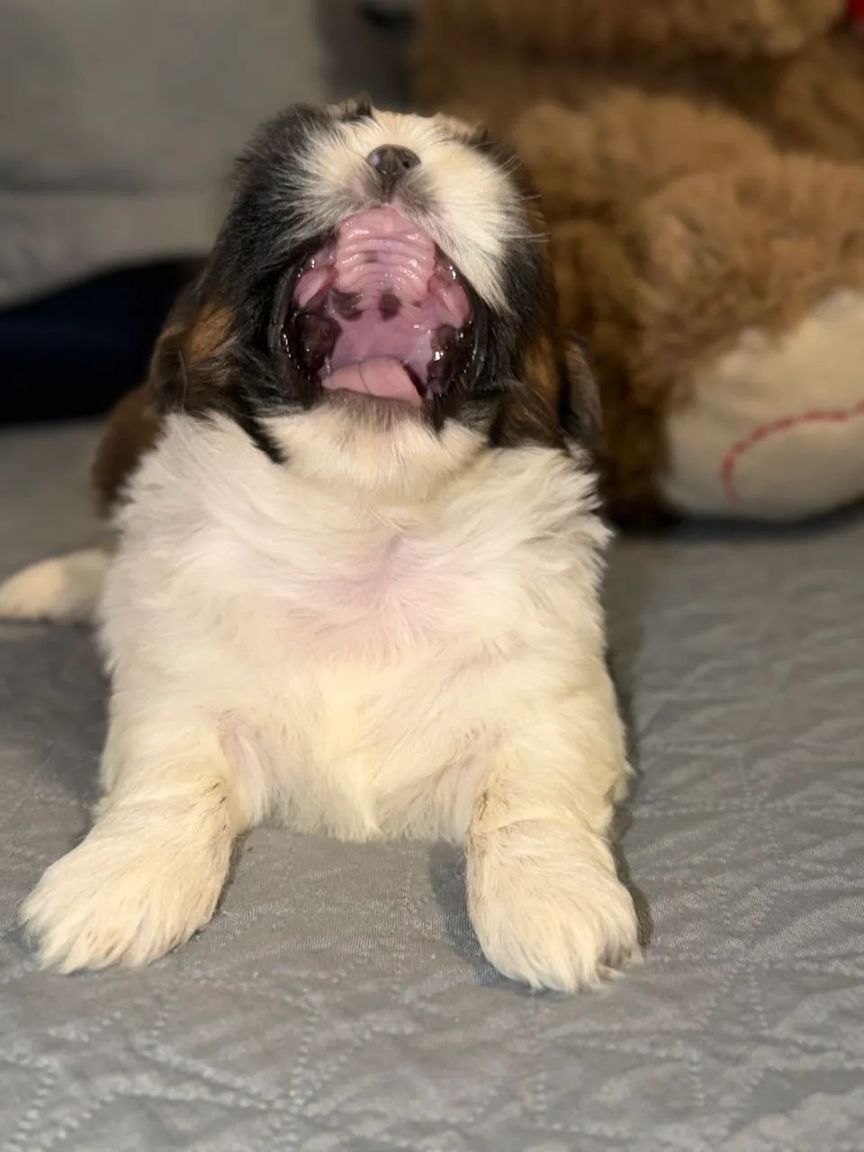 Shihtzu macho  - Foto 2