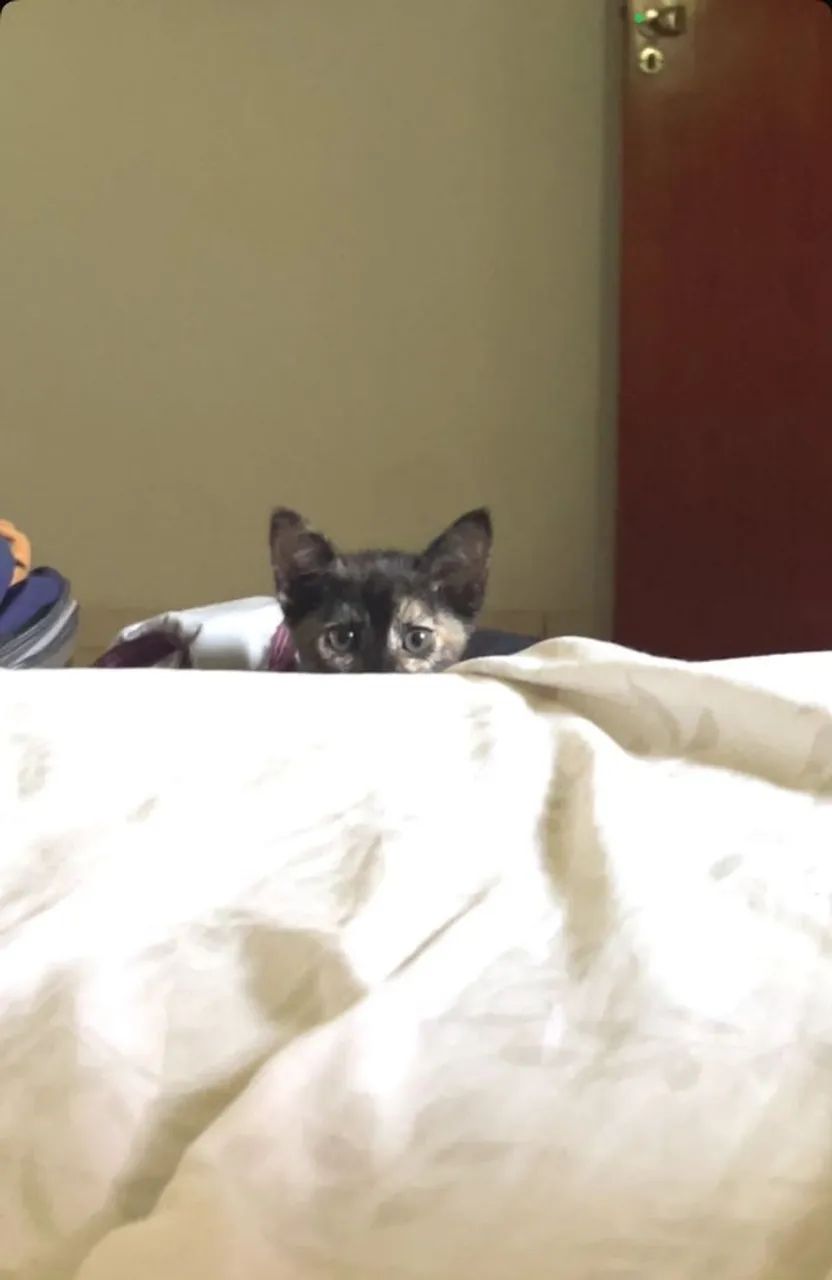Doaçao de gato femea  - Foto 2