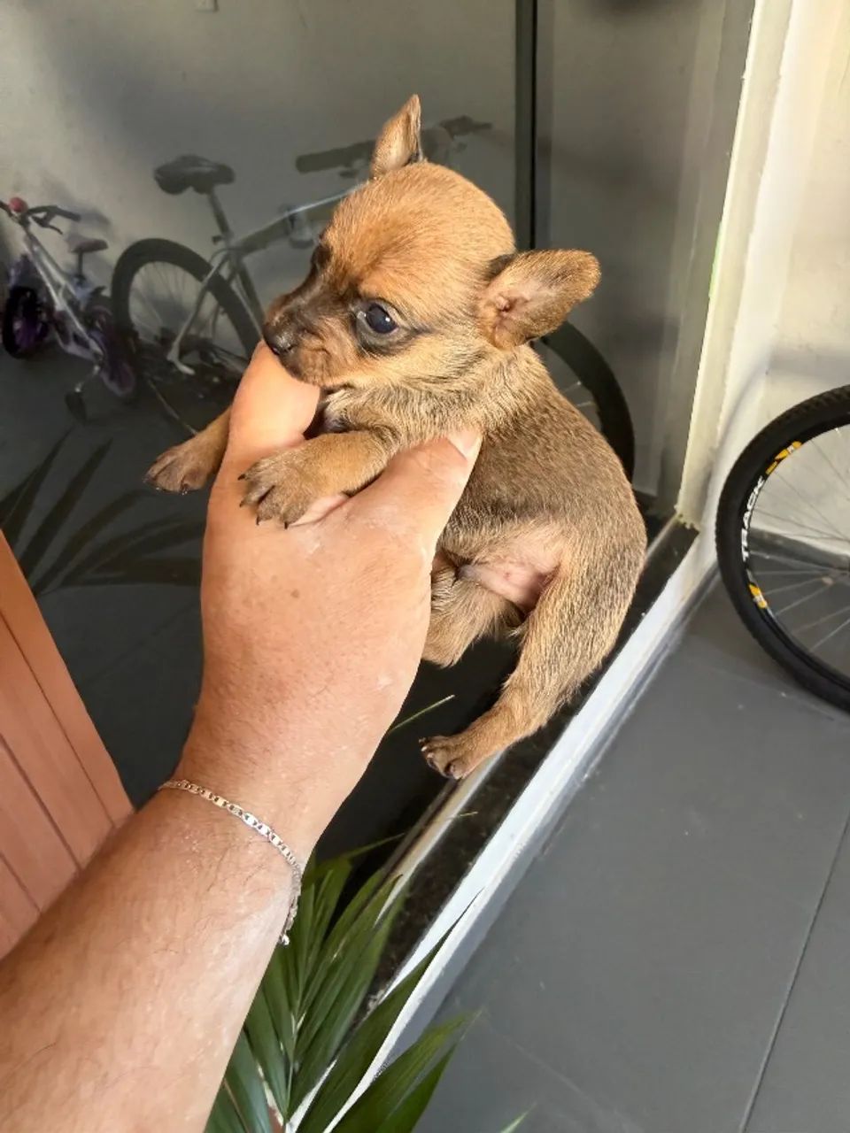 Pinscher macho  - Foto 2