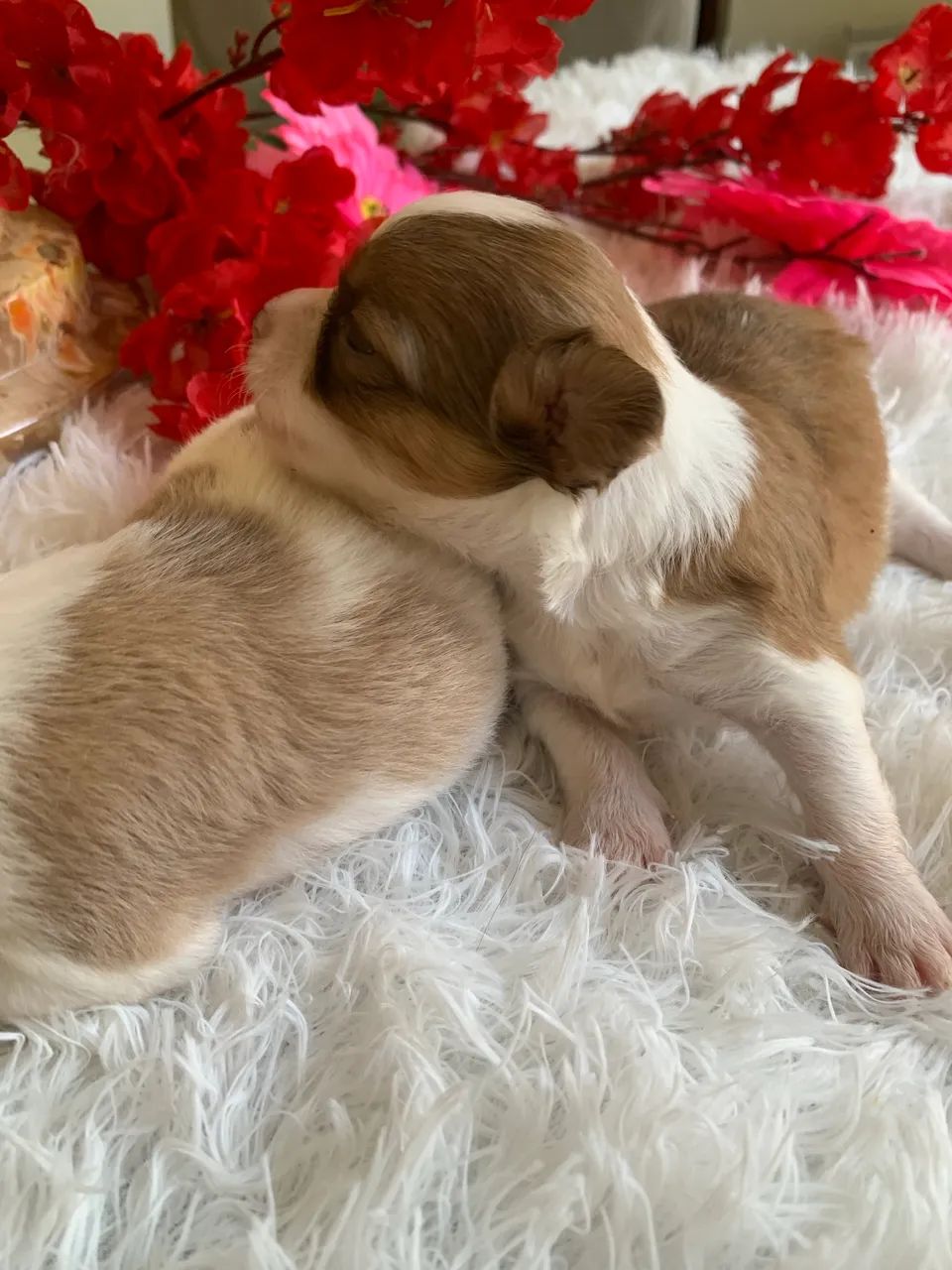 Chihuahua  - Foto 3