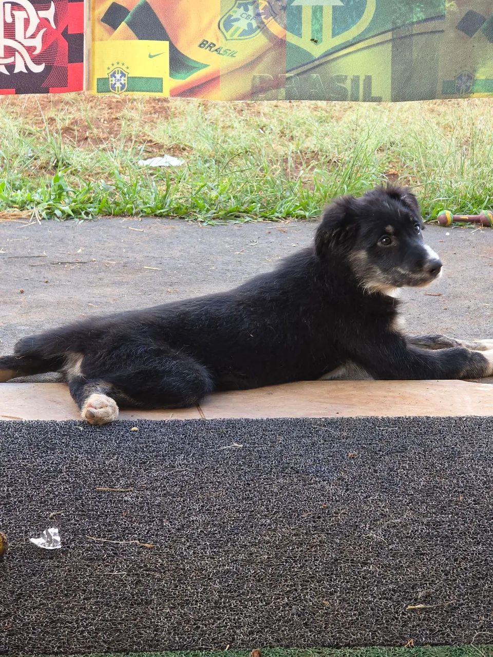 Border collie  - Foto 4