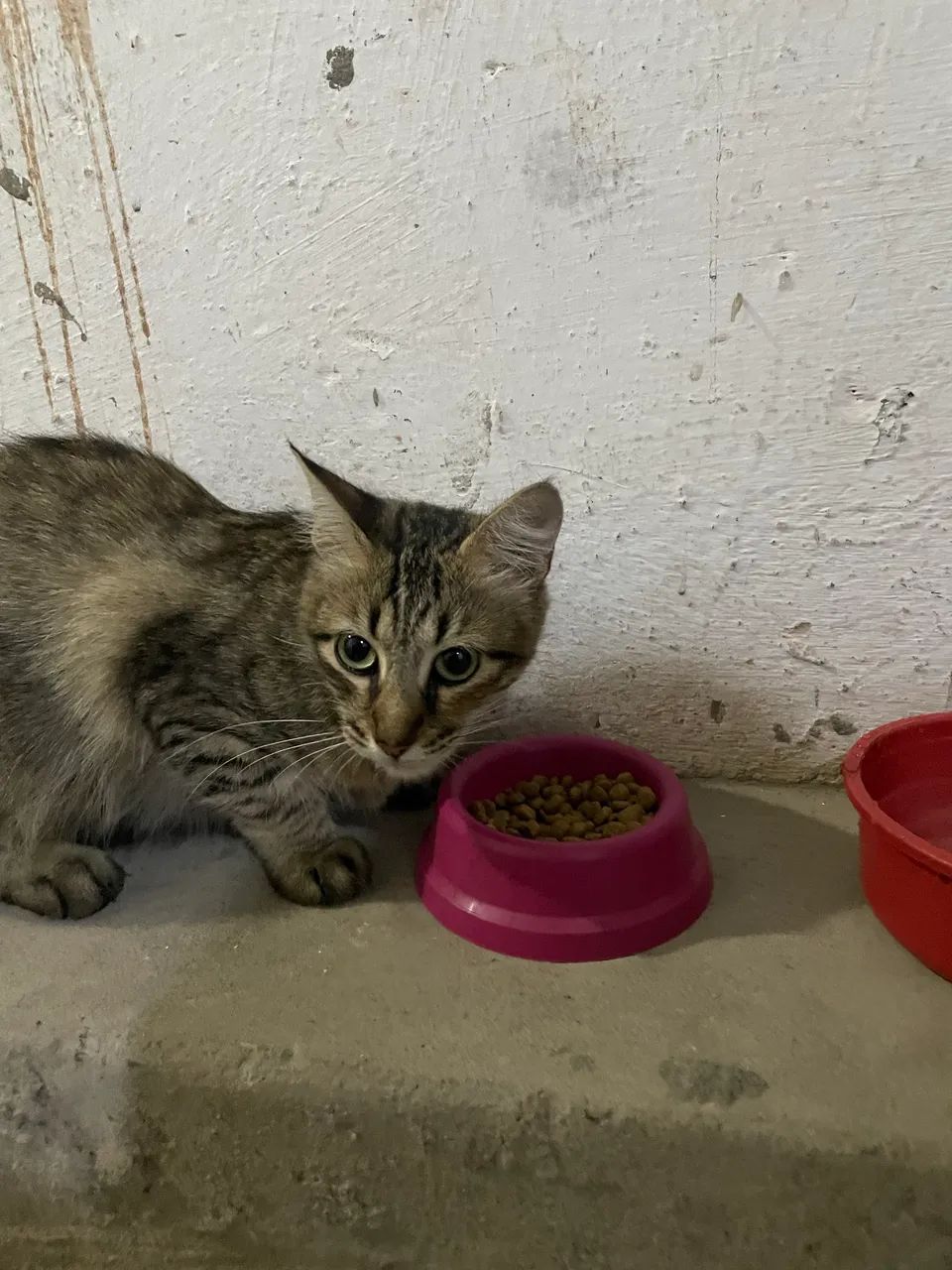 Gata/Gatinha/Gato/Gatinho adulto/adulta adoção - Foto 2