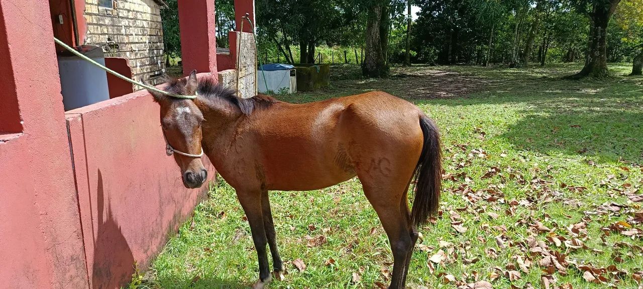 Poldra nova, muito bonita - Foto 4