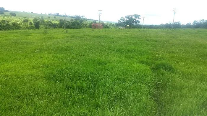 PECUÁRIA/ CANA - Área Rural 80 alqueires - Foto 2