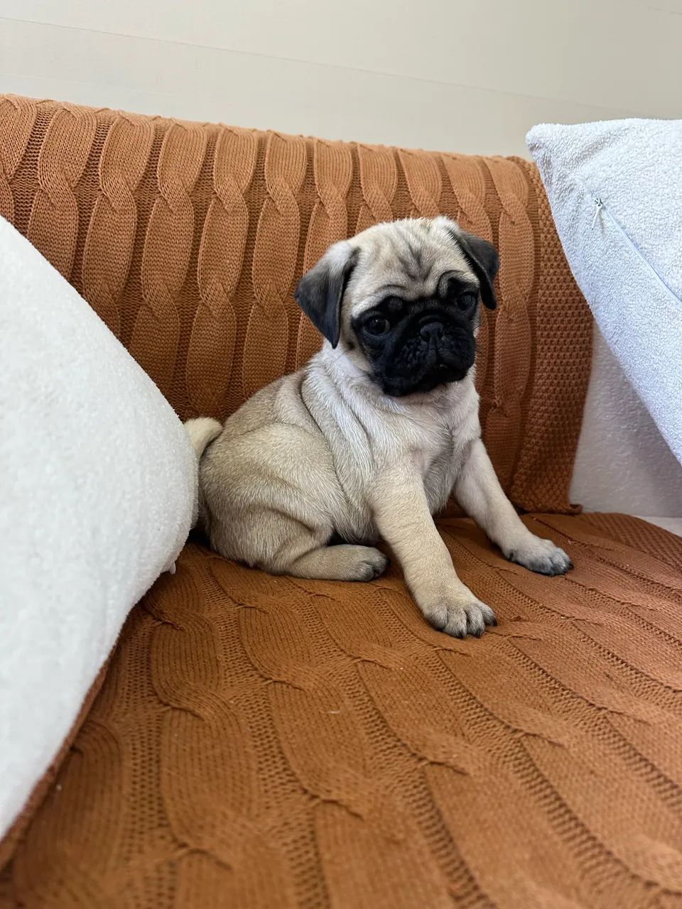 Pug Macho com Pedigree  - Foto 3
