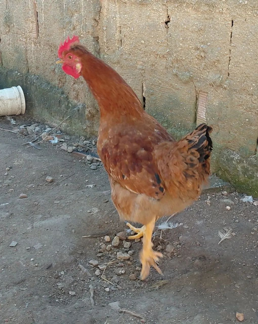 Frango mestiço - Foto 3