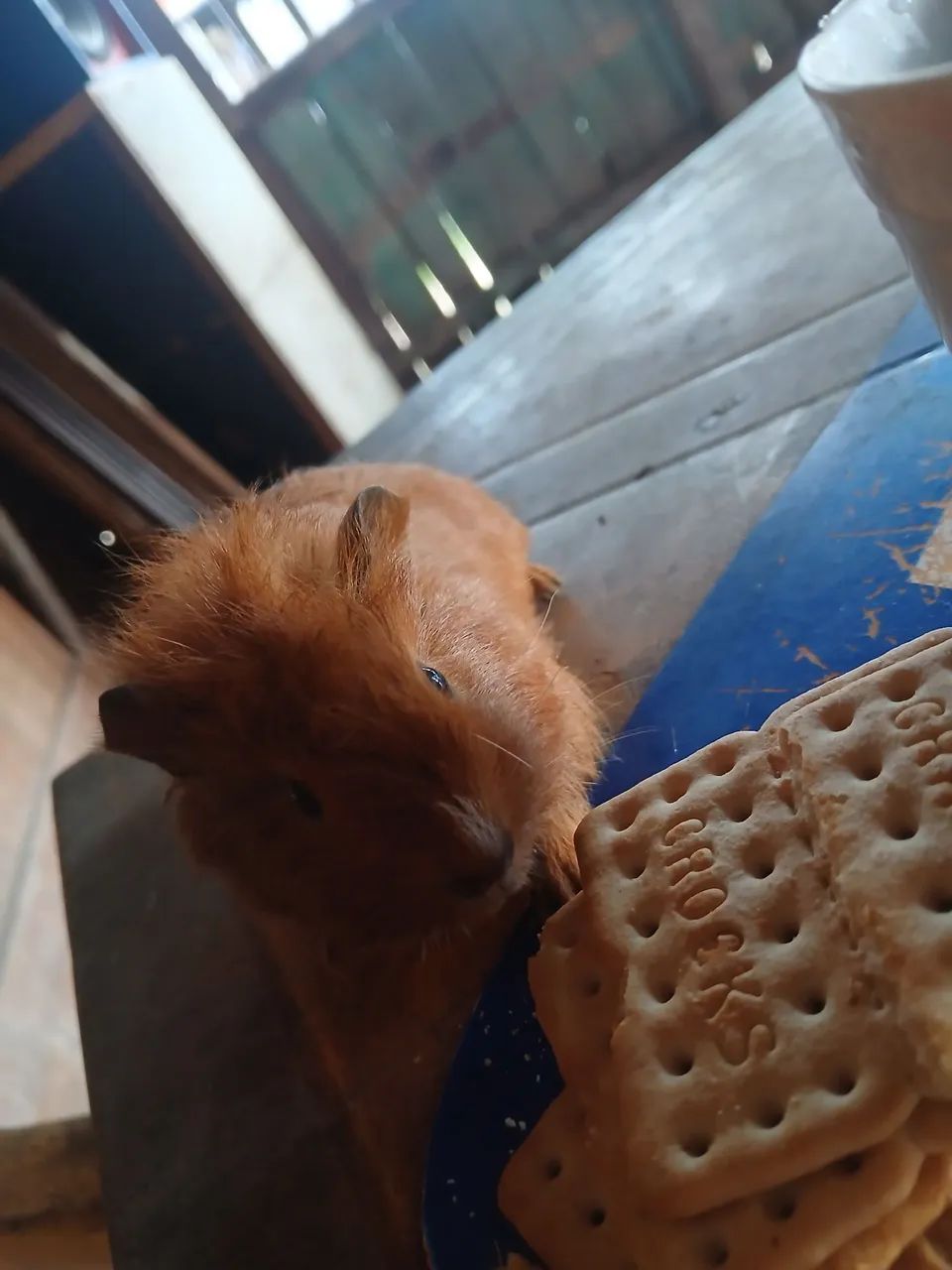 3 porquinhos da índia macho