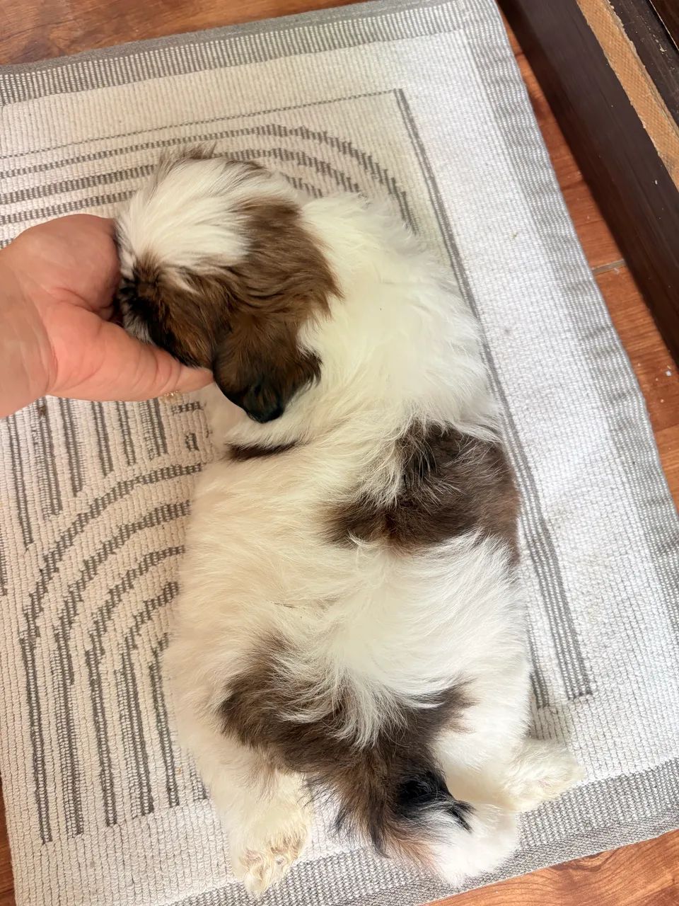 Filhote de Shihtzu macho  - Foto 5