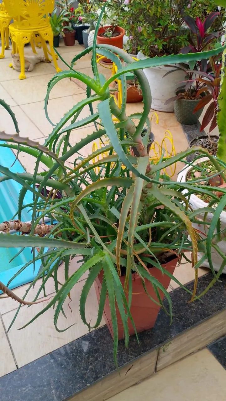 Desapego de planta 
