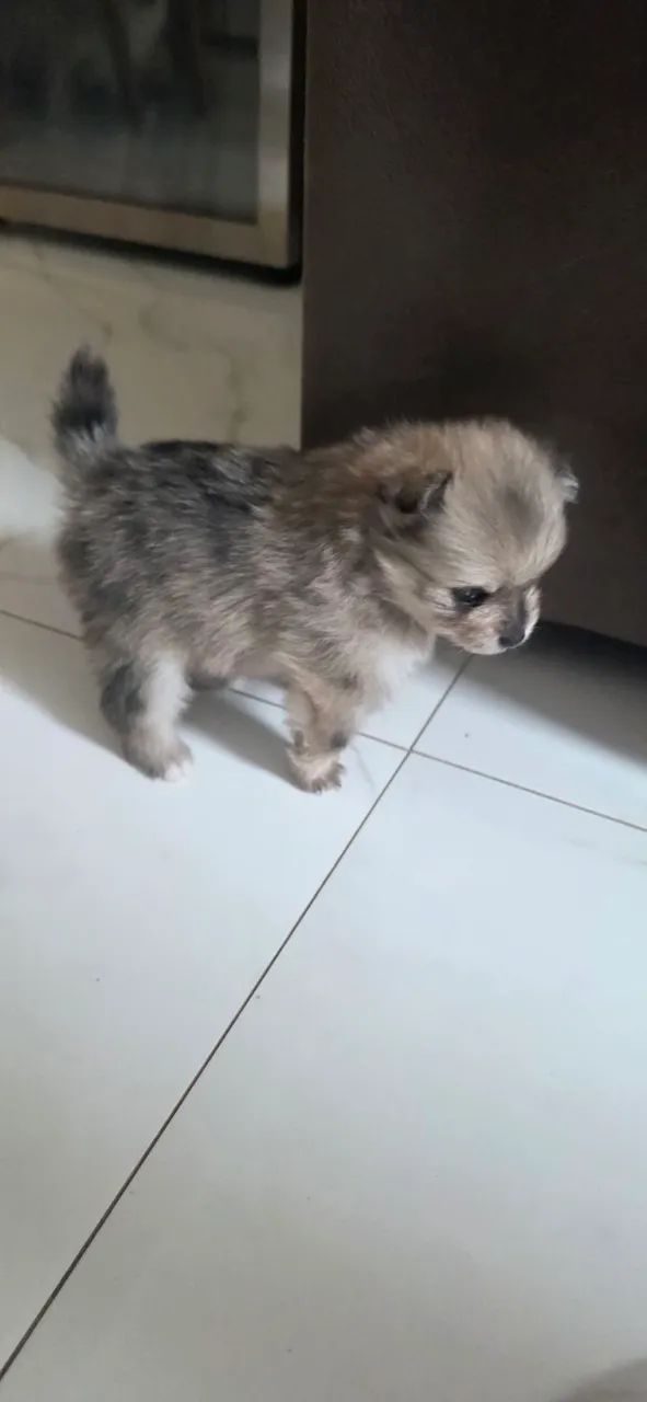 Spitz Alemão - Foto 3