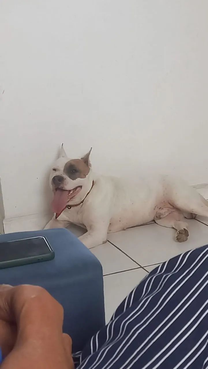 DOA SE PITBULL, DESPENSO CURIOSOS!!!