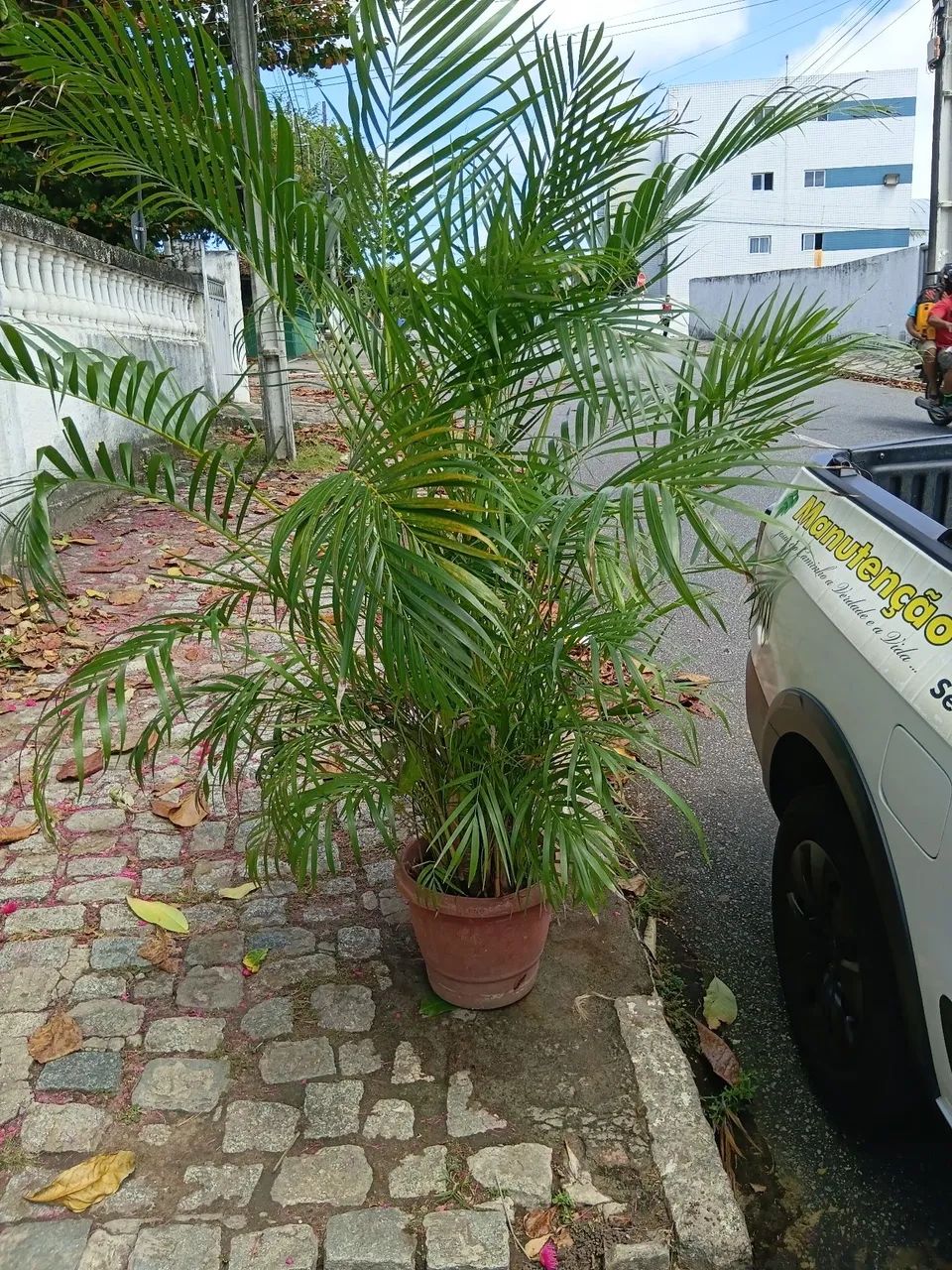 Palmeira areca 