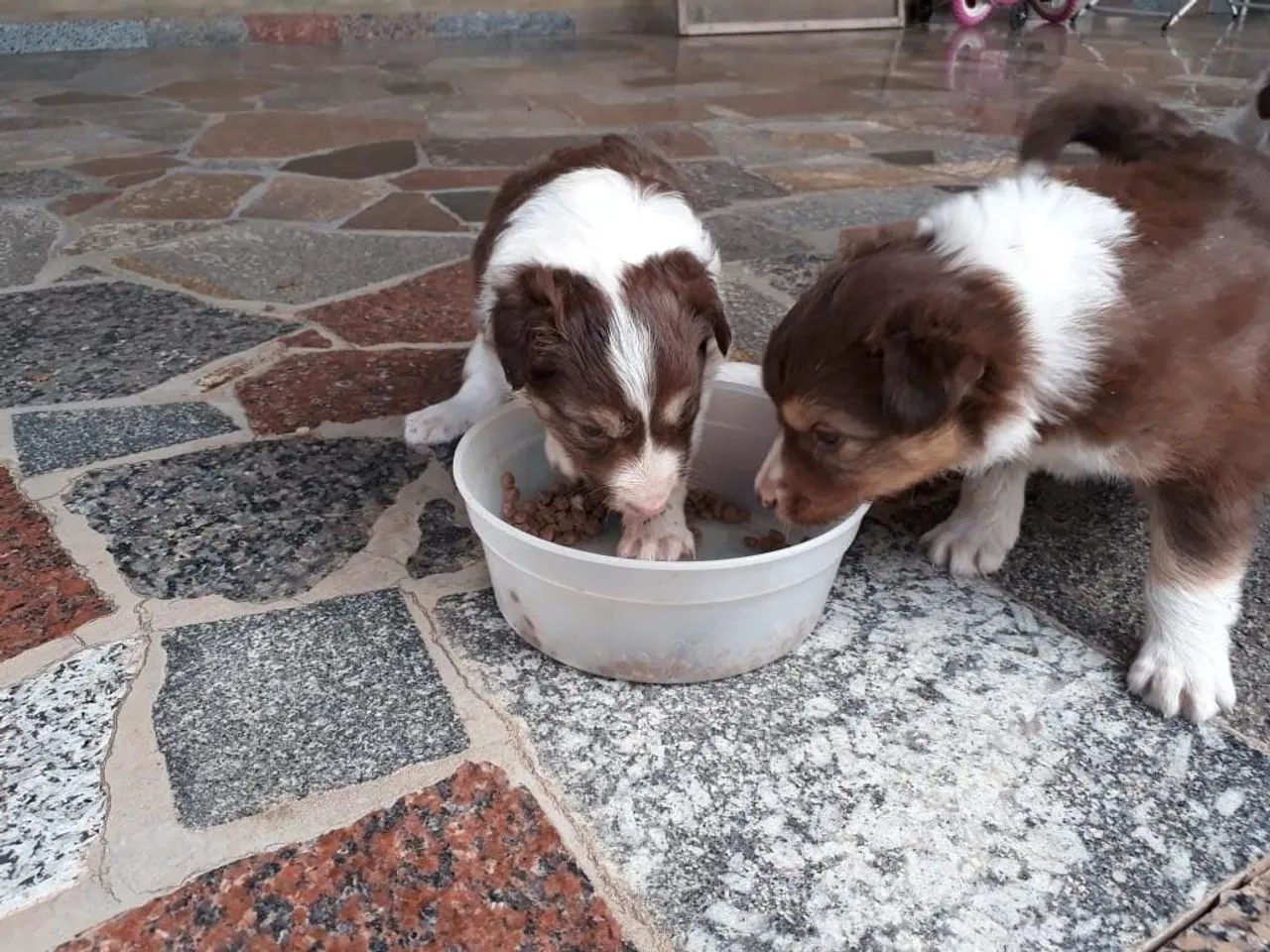 Border collie marrom 