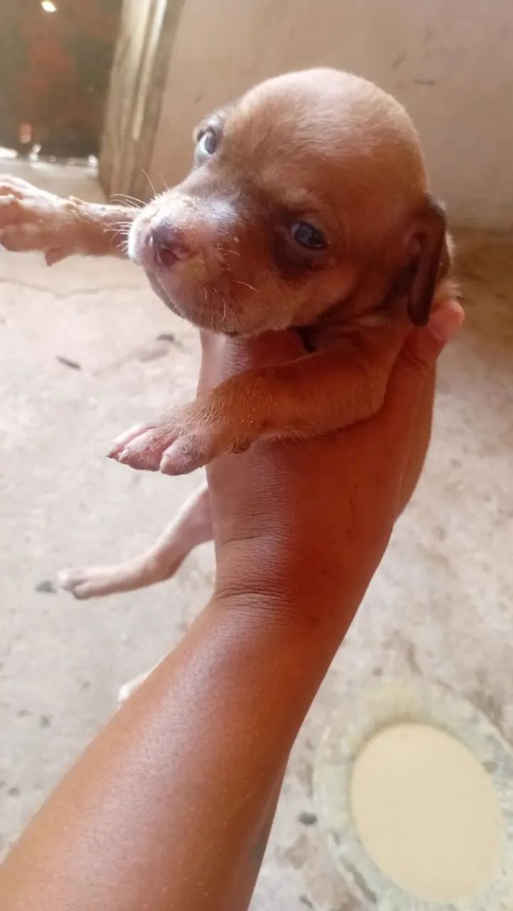 Vendo um pitmonster - Foto 2