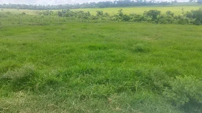 PECUÁRIA/ CANA - Área Rural 80 alqueires - Foto 5