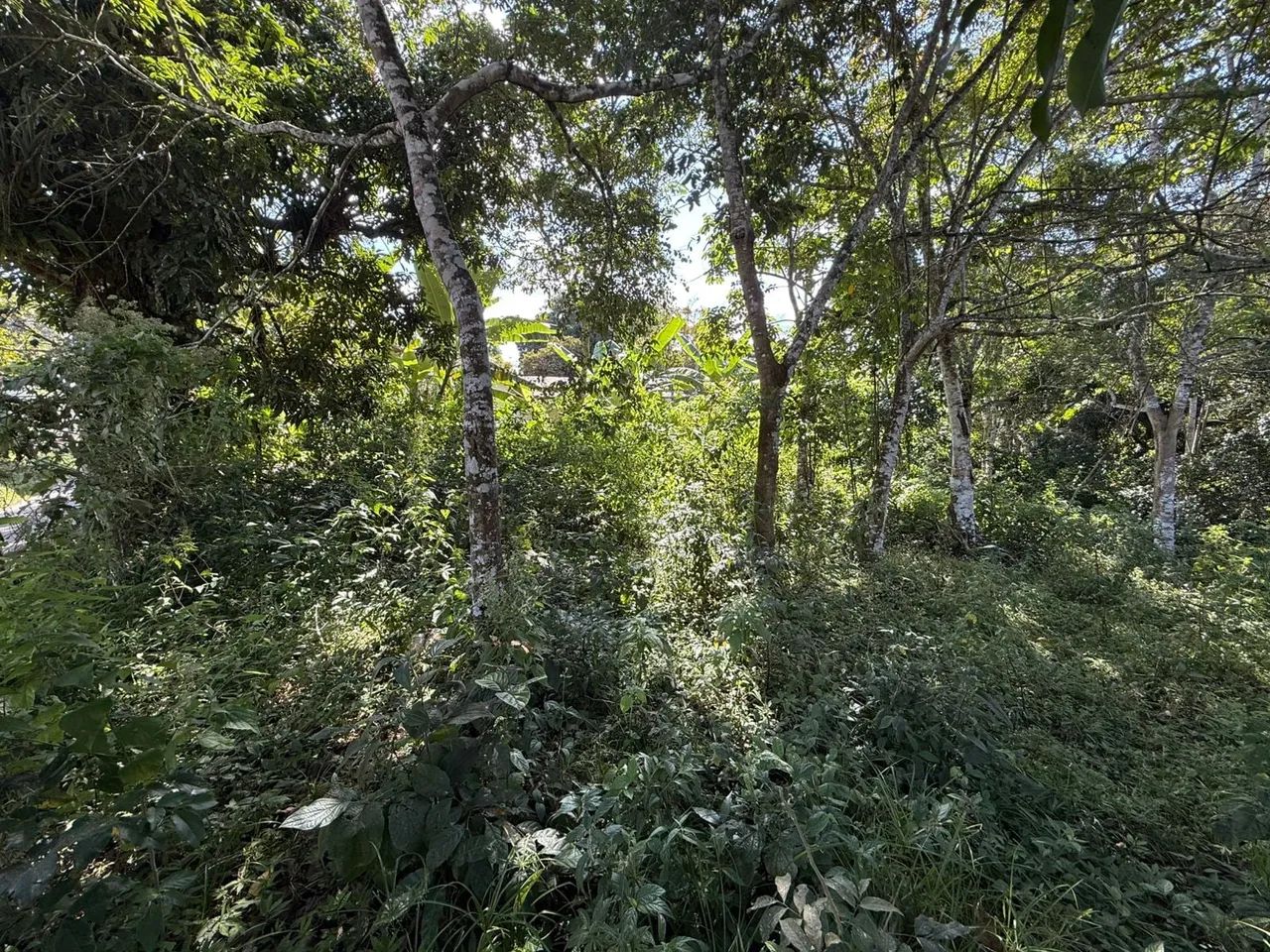 Outros à venda em Agostinho - 2500. m² - Foto 4