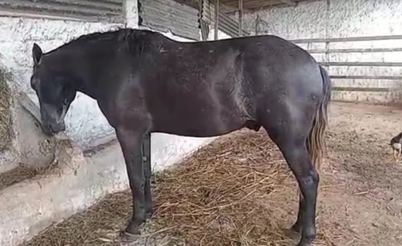 Vende-se 3 Cavalos,  Valor na descrição - Foto 2