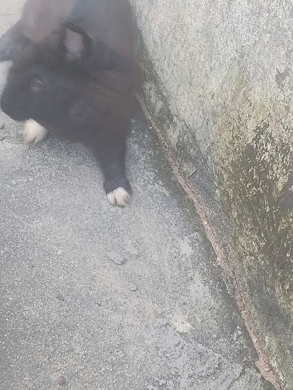Vende três coelho ? - Foto 2