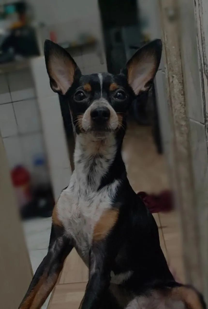 Pinscher  - Foto 2
