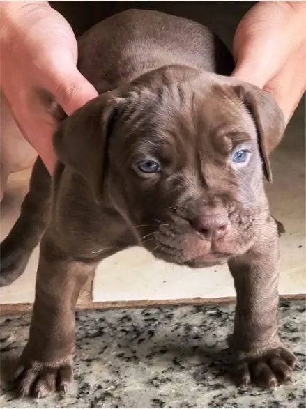 Cachorro doação  - Foto 2