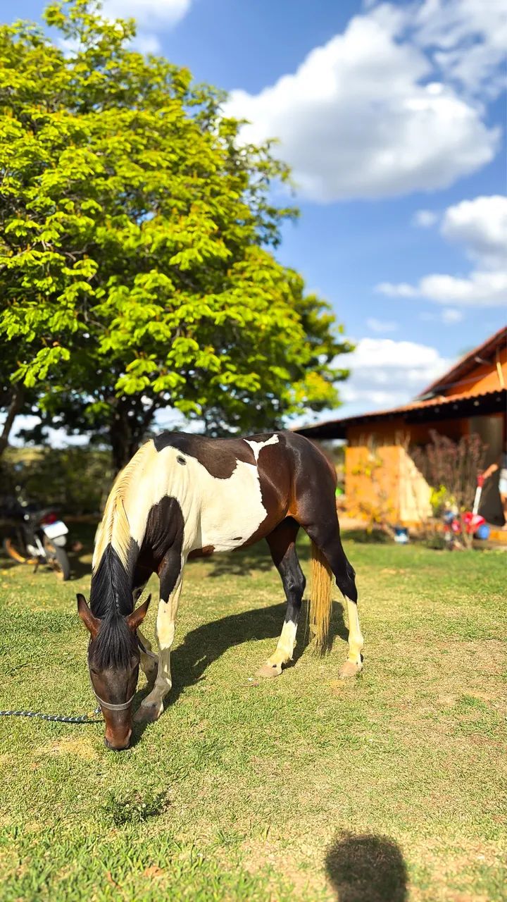 Cavalo garanhão marcha picada  - Foto 3