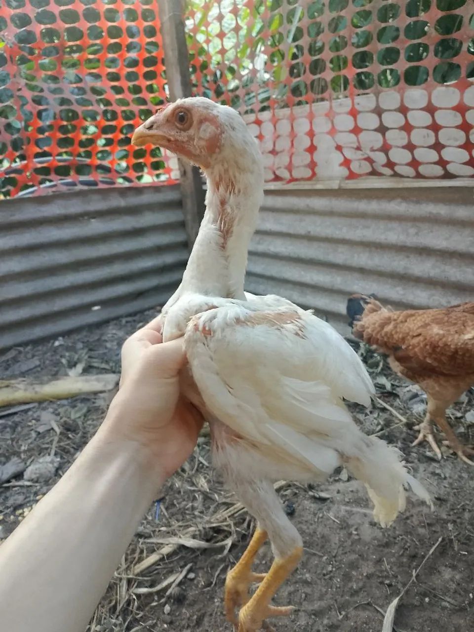Troco Frango Branco carioca cuiabano - Foto 3