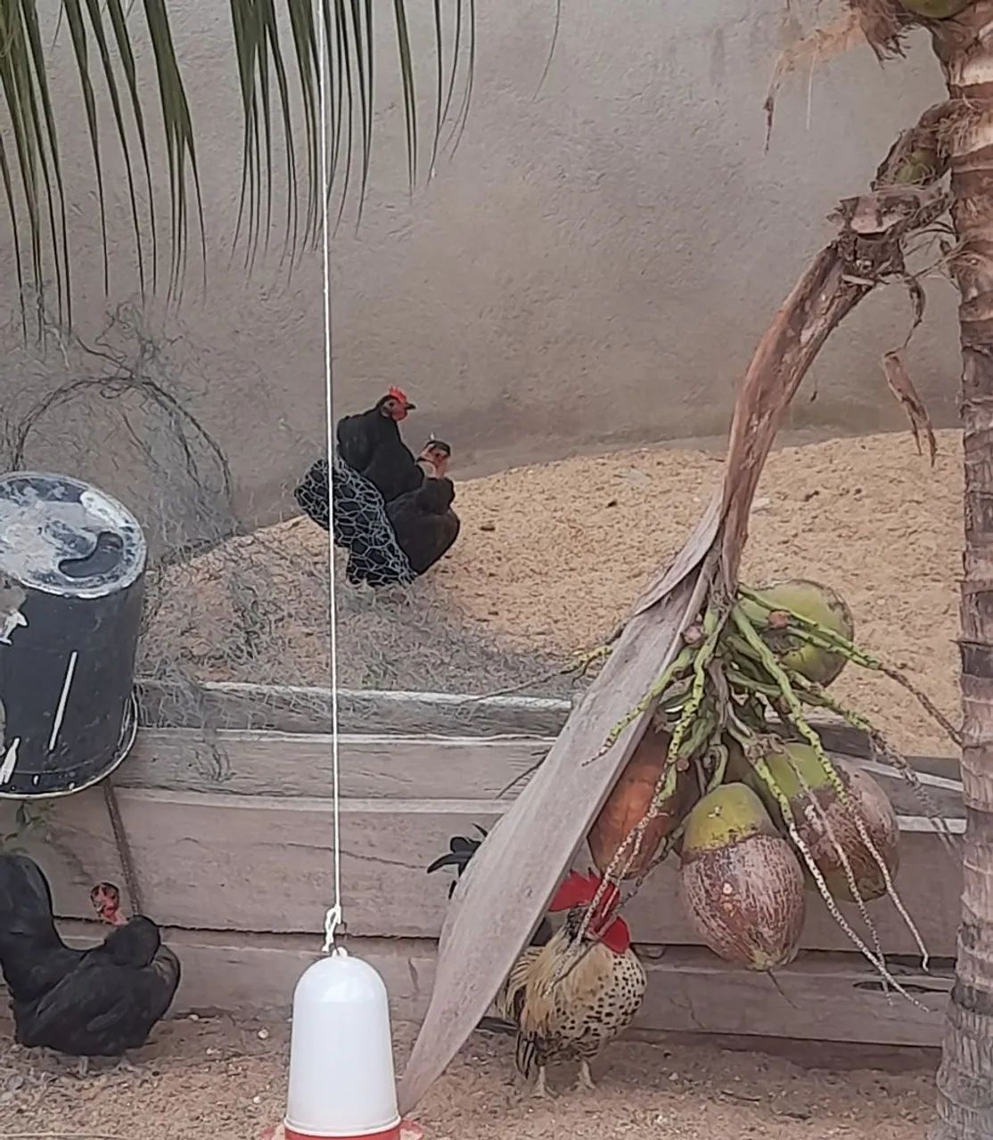Casal de garnizês - Foto 2