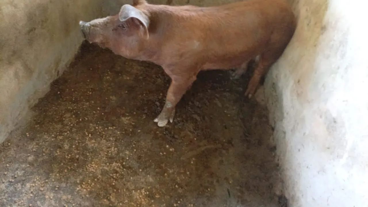 Cachaço e Porca! - Foto 4