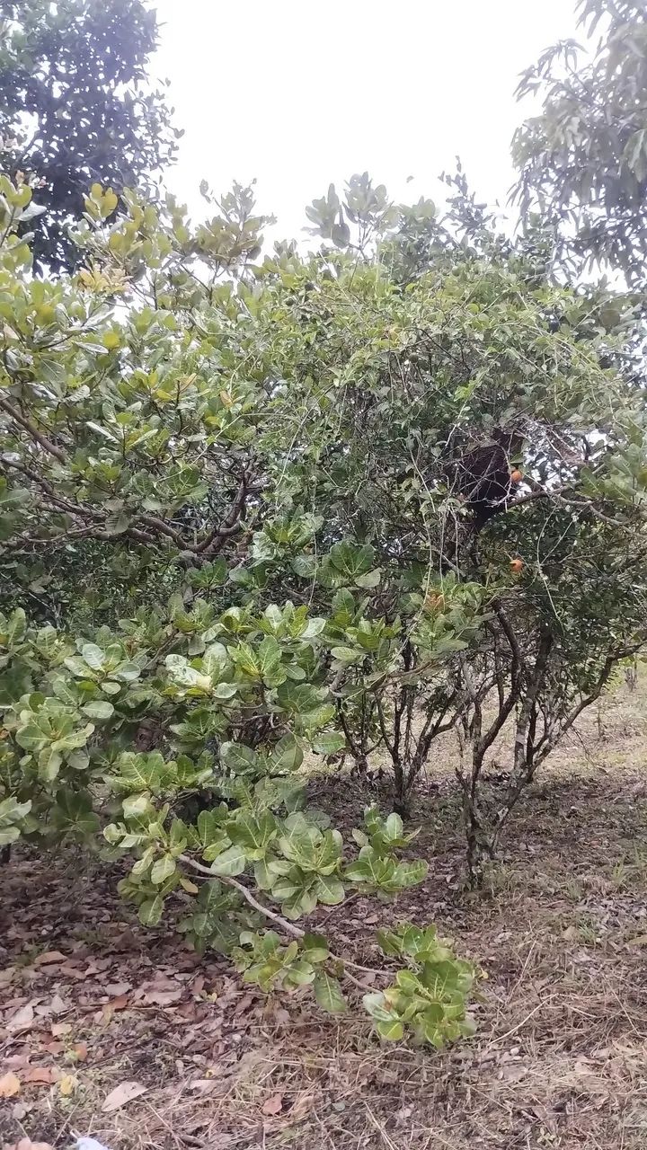 Sítio em Alagoa Nova as margens do Asfalto 