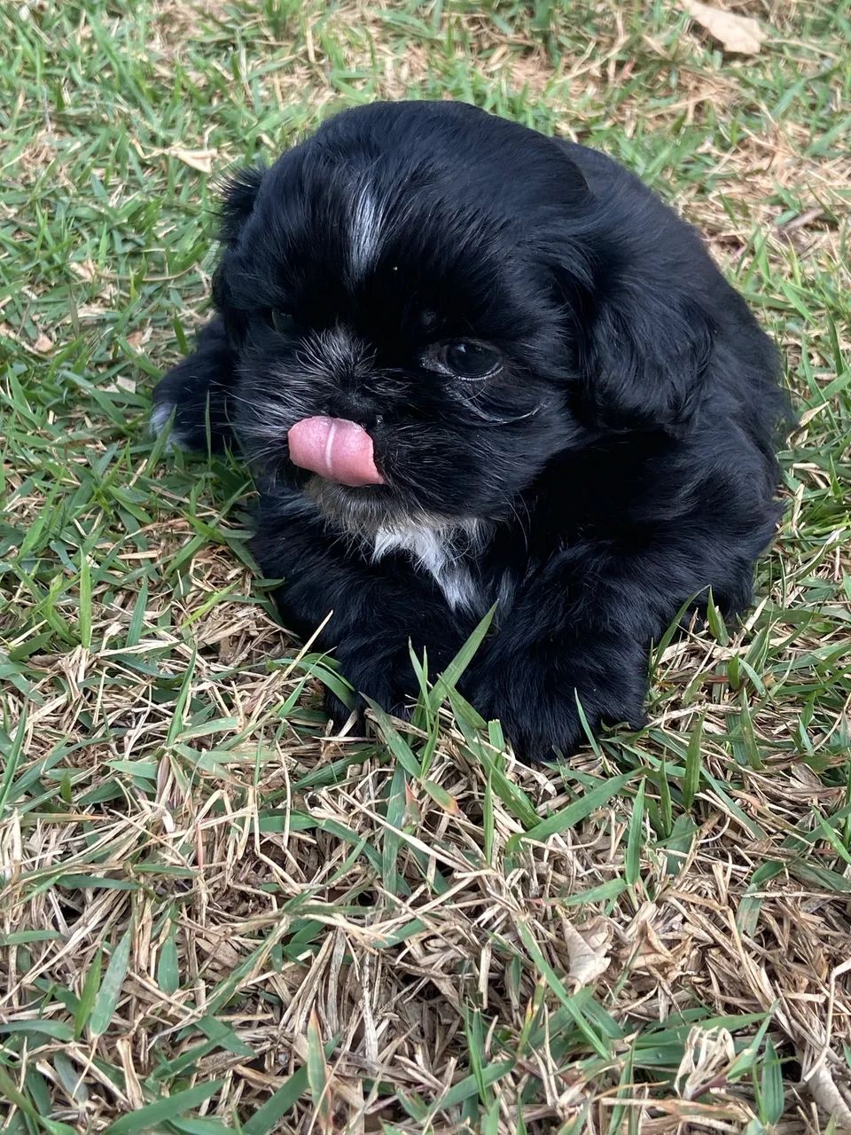 FILHOTE SHIHTZU MACHO  - Foto 3