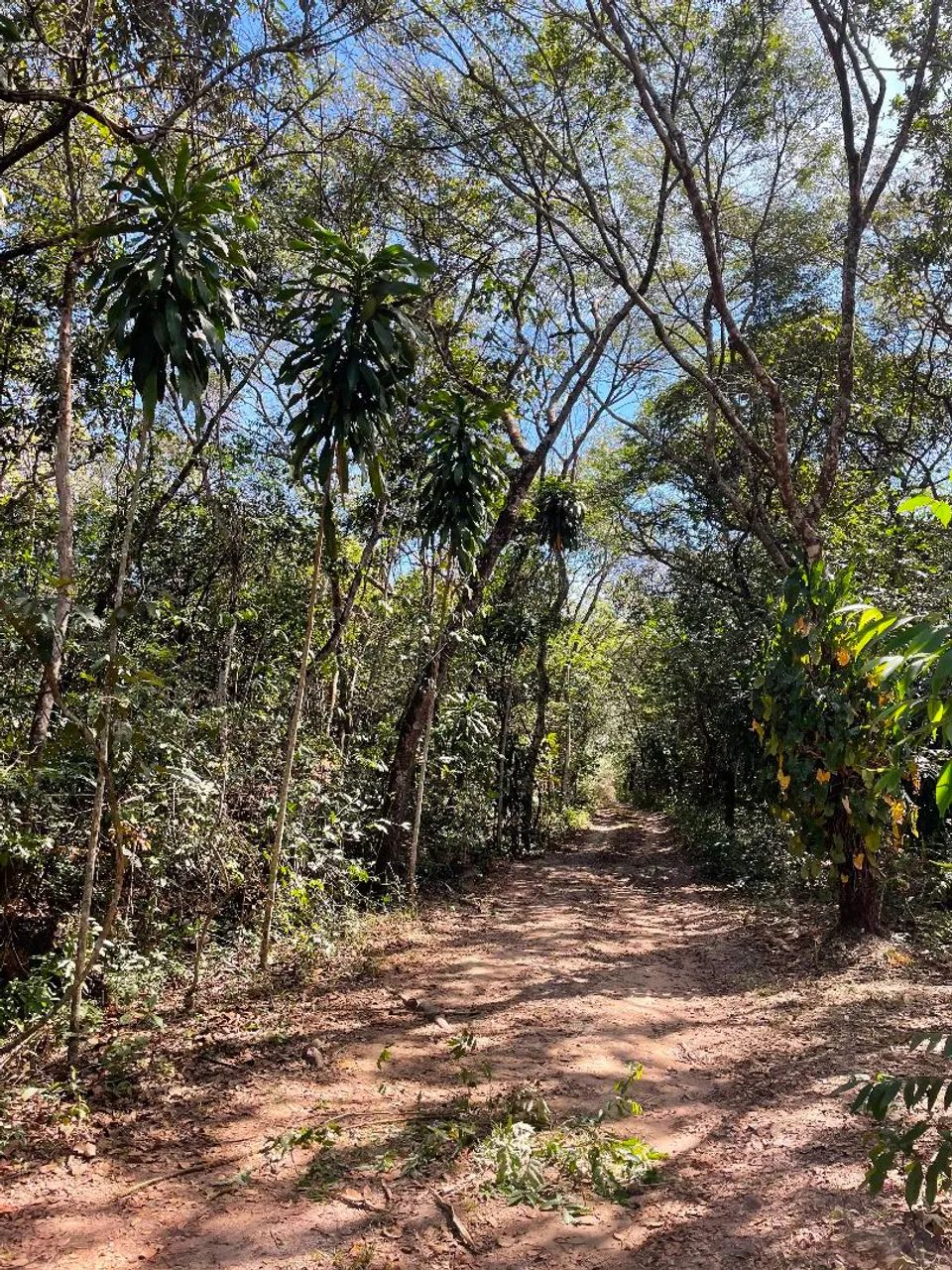 SITIO 1500mts 13 KM DIVINÓPOLIS,  450 MTS DO ASFALTO  - Foto 4